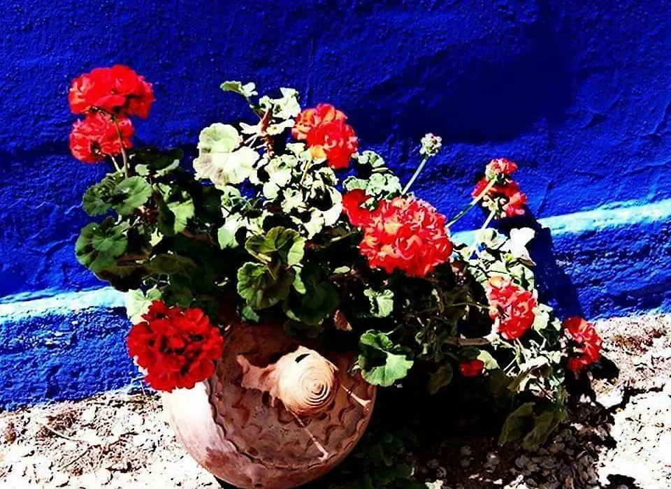 Las Banderas-1